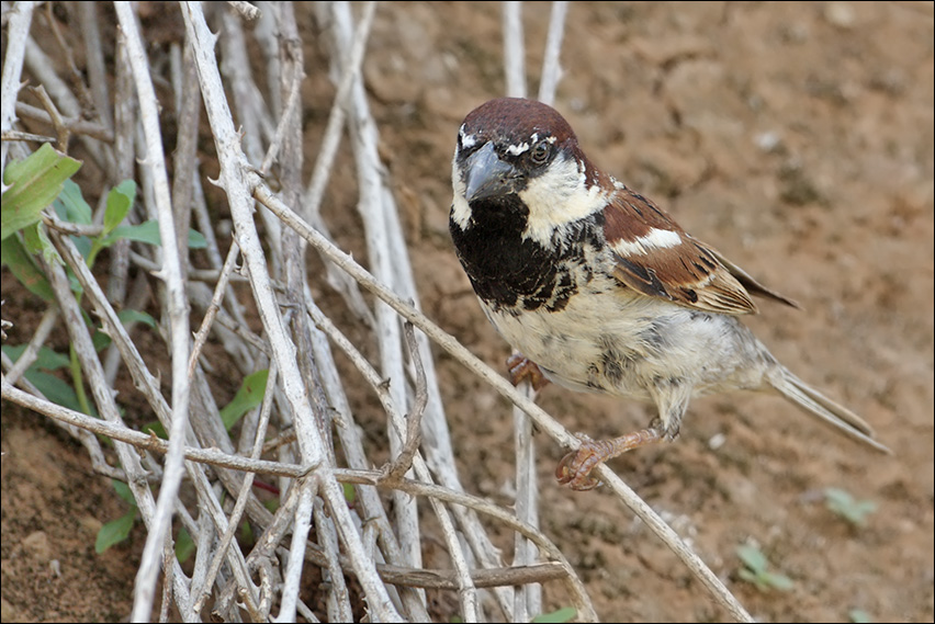 Passera d''Italia o Sarda?